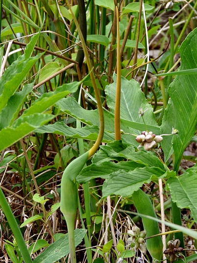 {Arisaema dracontium}